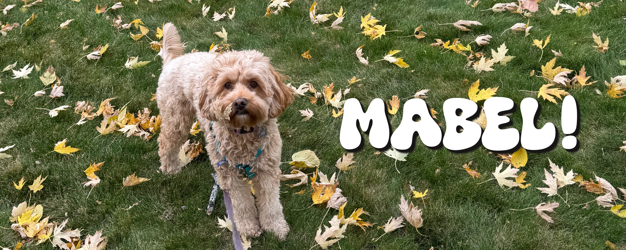 Mabel 2025